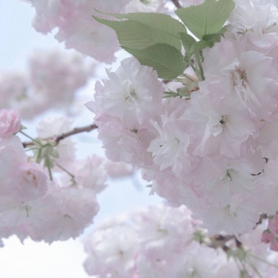 Furry二次元壁纸分享兽圈群